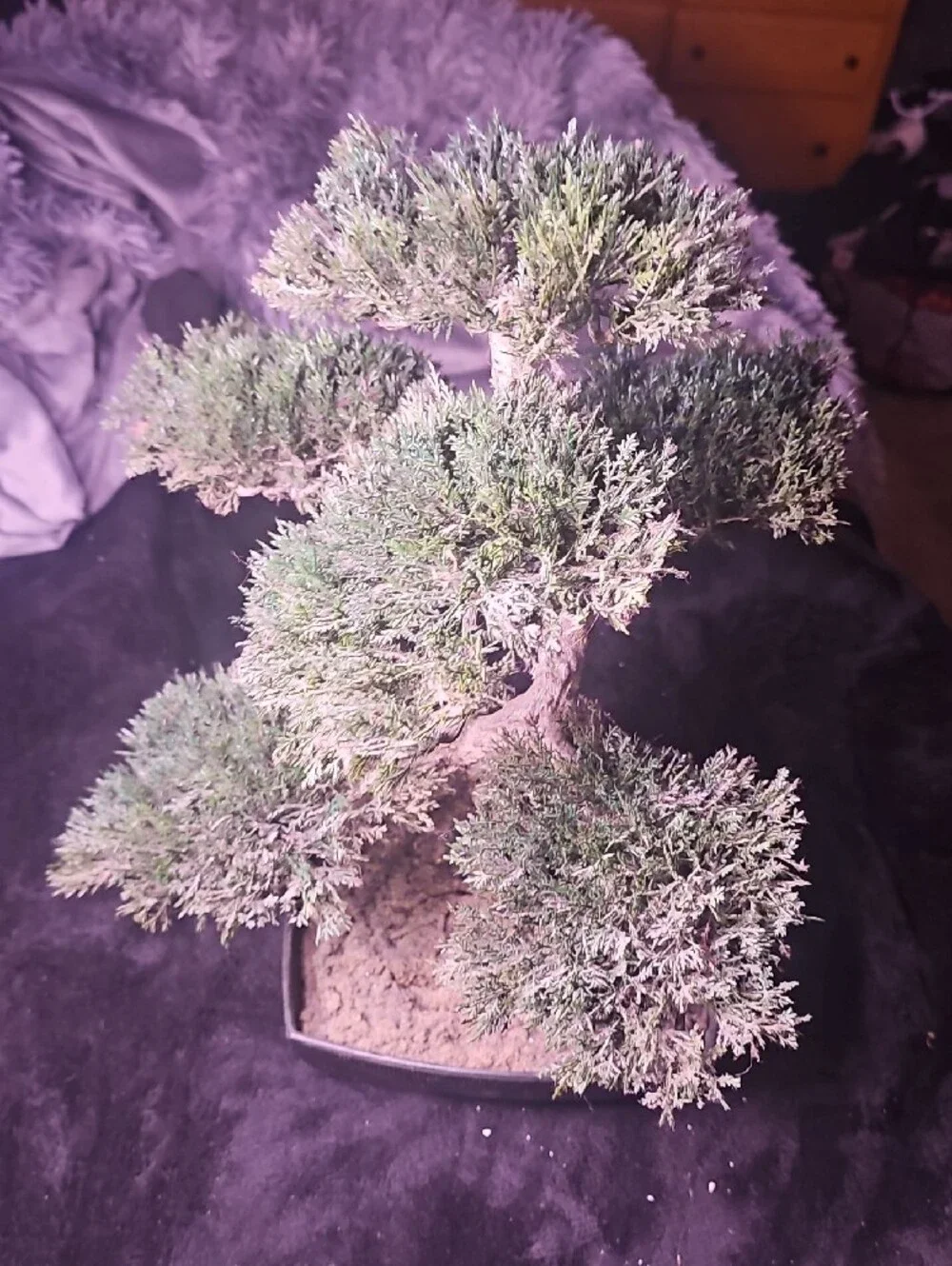 Bonsai Accent Tree in Green - Unbranded